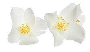 Symbol Spa Therapie  — Mobile Massage — Baierbrunn