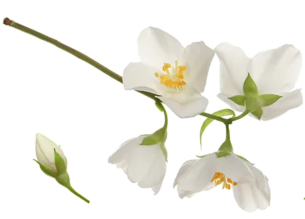 Symbol Spa Therapie  — Mobile Massage — Baierbrunn