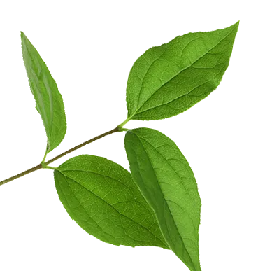 Symbol Spa Therapie  — Mobile Massage — Baierbrunn